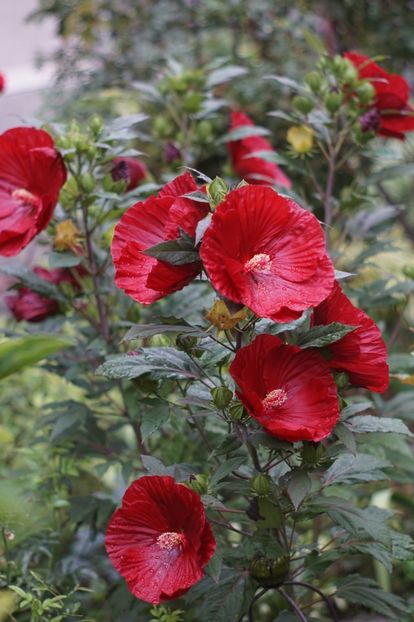  - Hibiscus de gradina