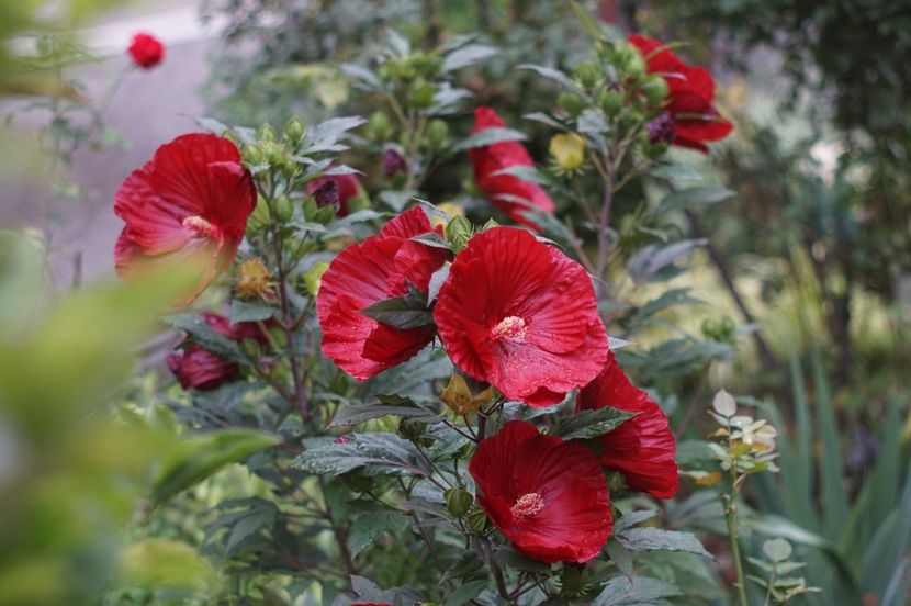  - Hibiscus de gradina