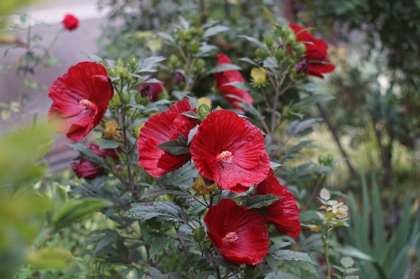  - Hibiscus de gradina