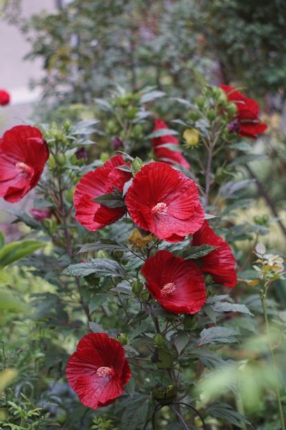  - Hibiscus de gradina