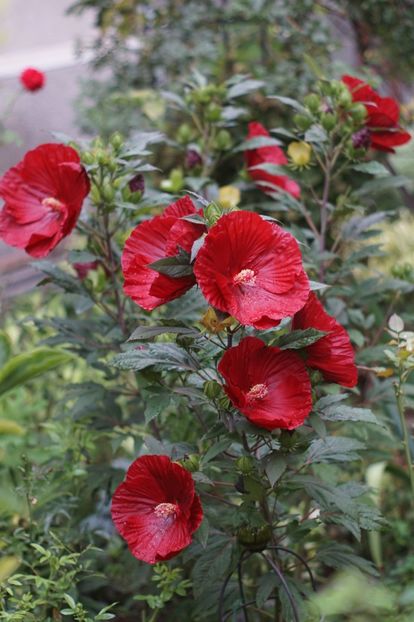  - Hibiscus de gradina