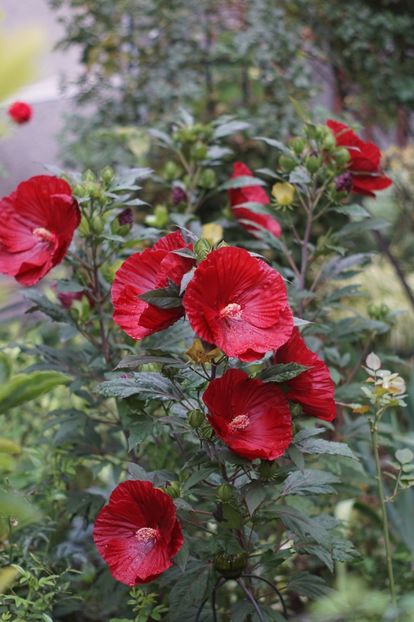  - Hibiscus de gradina