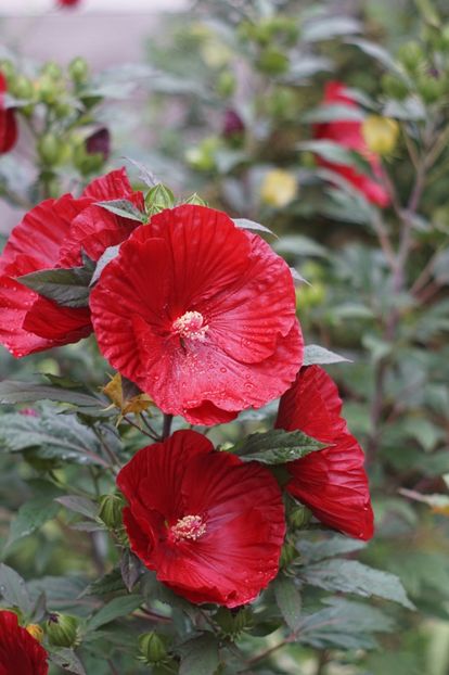  - Hibiscus de gradina