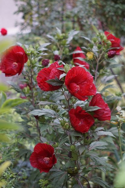  - Hibiscus de gradina