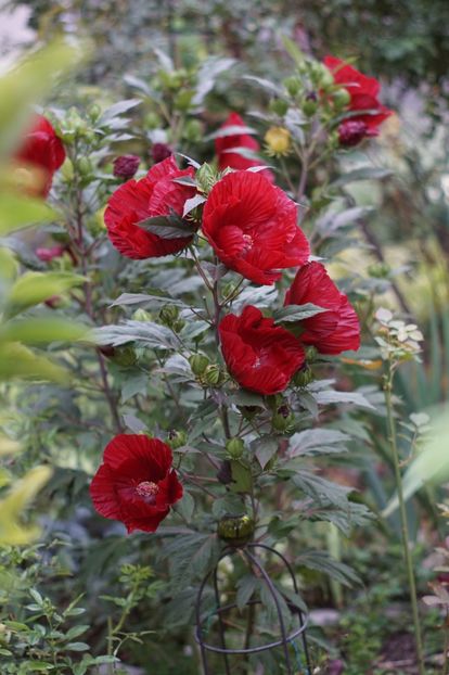  - Hibiscus de gradina