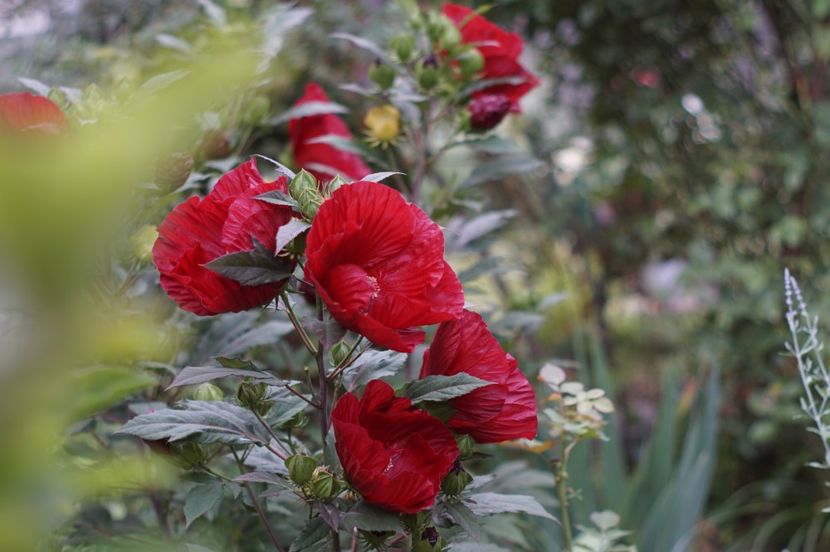  - Hibiscus de gradina