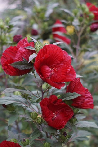  - Hibiscus de gradina