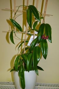 Siariae Red - Hoya poze net