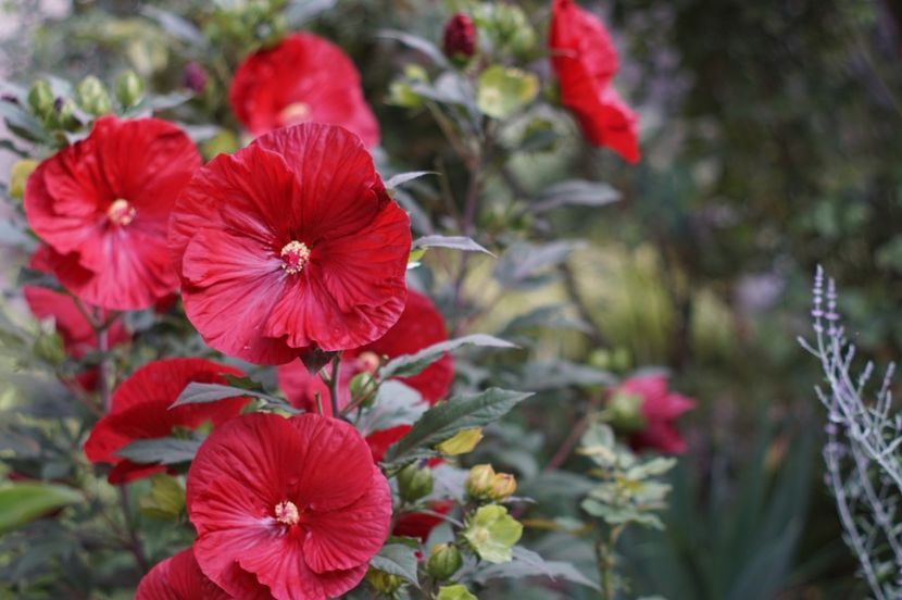  - Hibiscus de gradina
