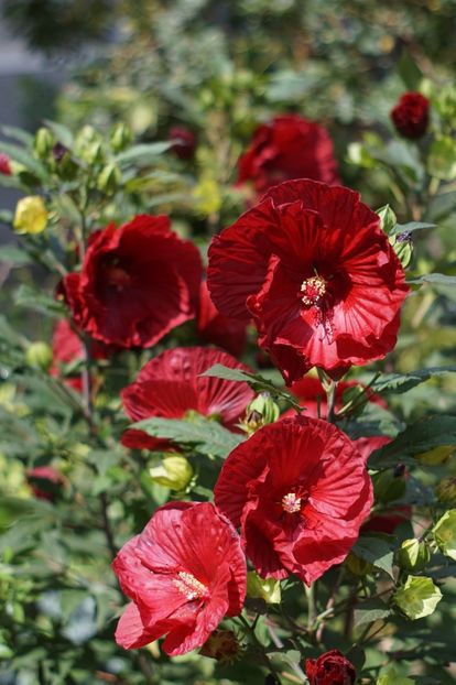  - Hibiscus de gradina