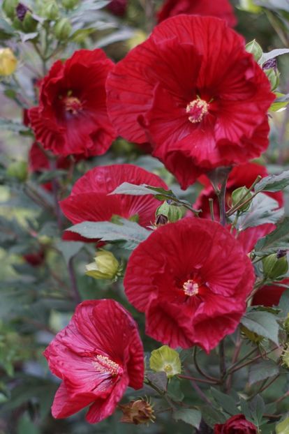  - Hibiscus de gradina