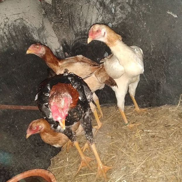  - Noi achiziții combatant malaiezian