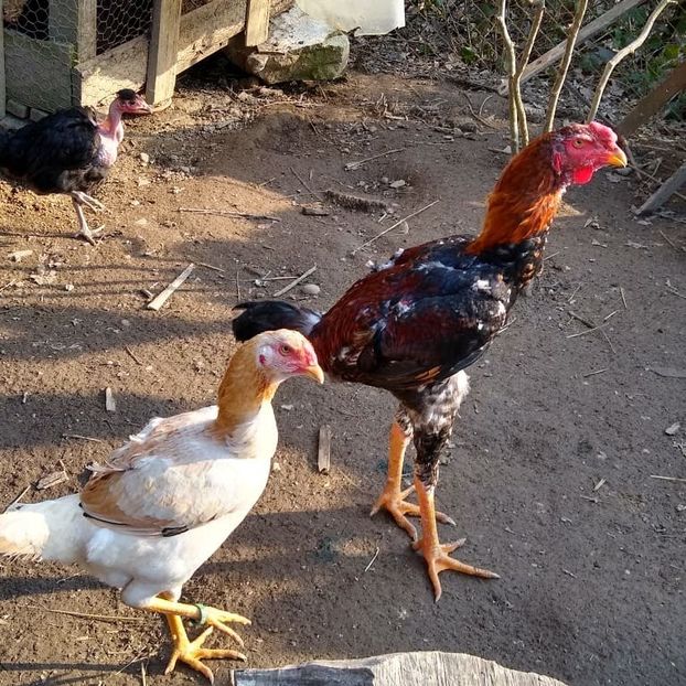  - Noi achiziții combatant malaiezian