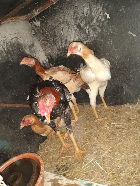  - Noi achiziții combatant malaiezian