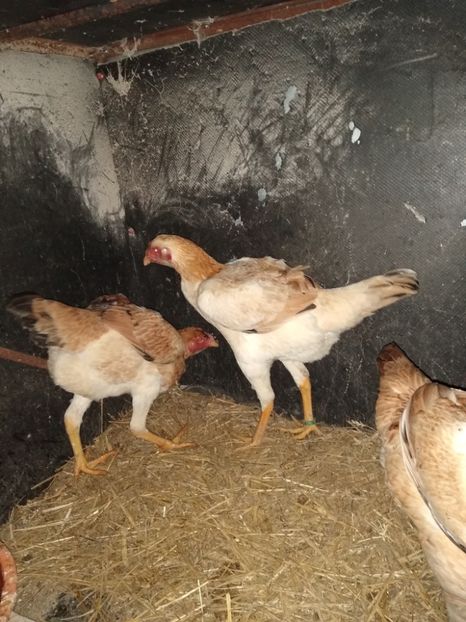  - Noi achiziții combatant malaiezian