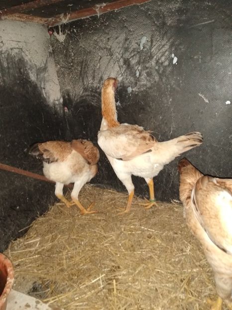  - Noi achiziții combatant malaiezian