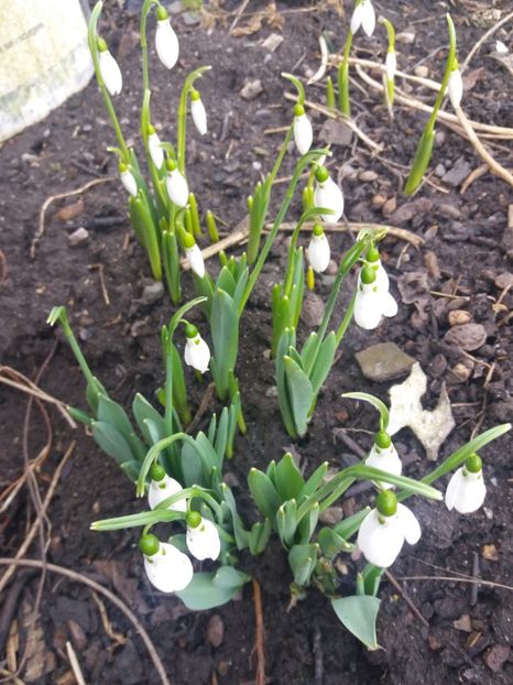  - Primavara lui 2020