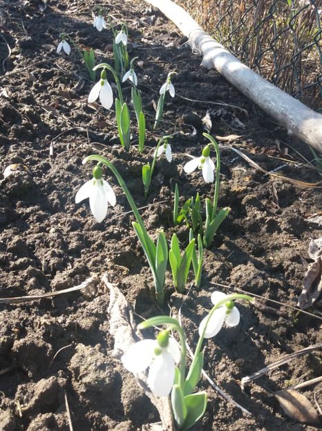  - Primavara lui 2020