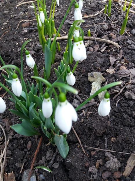  - Primavara lui 2020