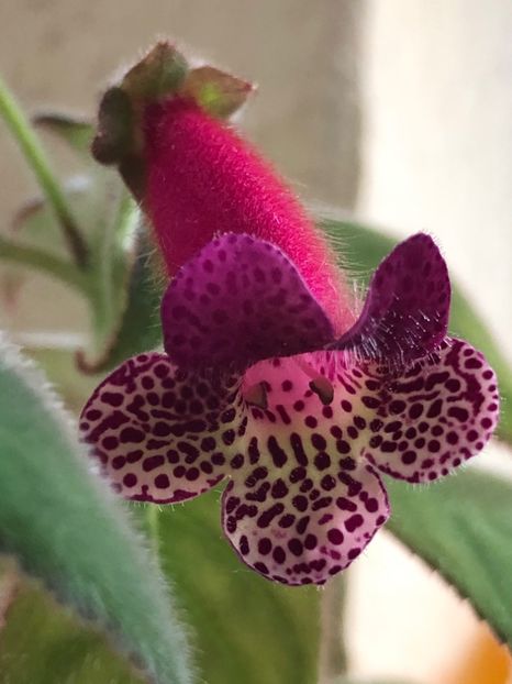 BDDFE2D1-372A-40A2-ADE7-F05BA0DEDB48 - SRG-s Bitter Chocolate