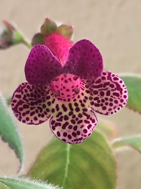 11CE1FF1-D41E-409F-8F04-C38CBF52972A - SRG-s Bitter Chocolate