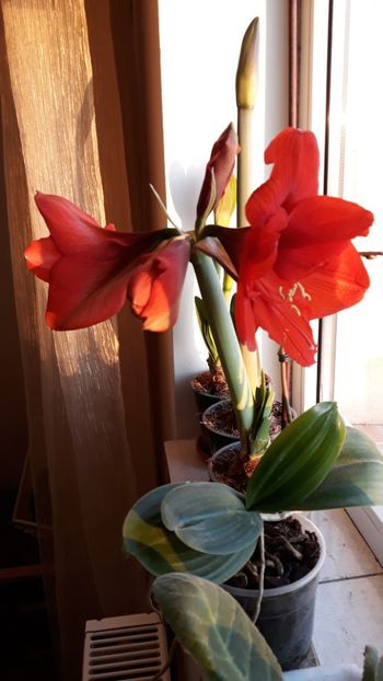  - AMARYLLIS
