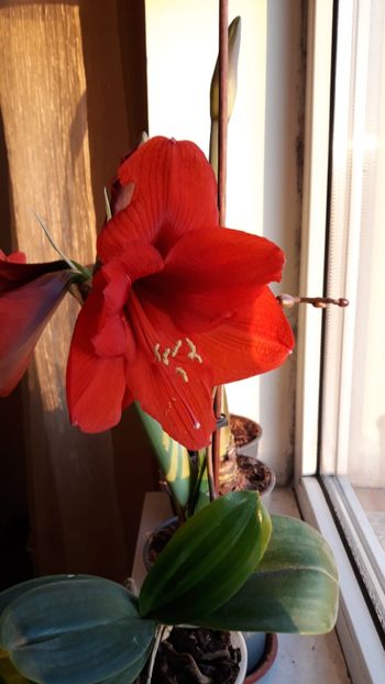  - AMARYLLIS