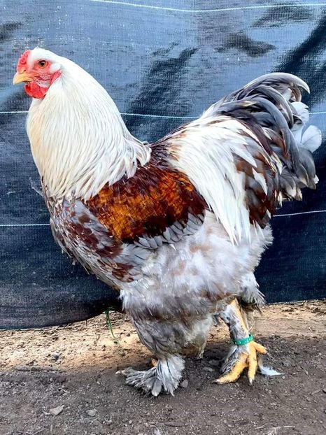 Blue somon francez - BRAHMA CLUB ROMANIA Facebook