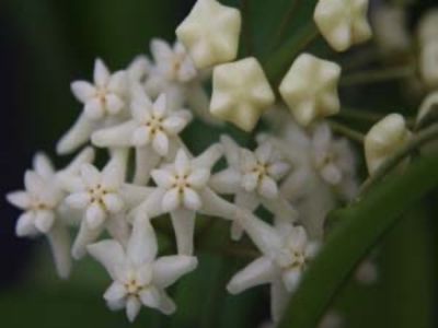 Cagayanensis - Hoya poze net