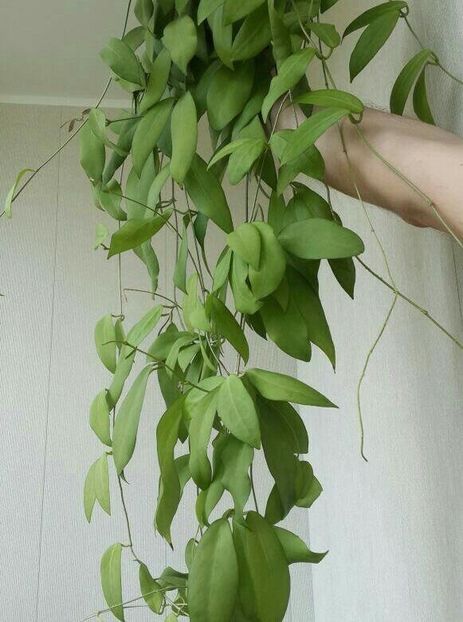 Cagayanensis - Hoya poze net