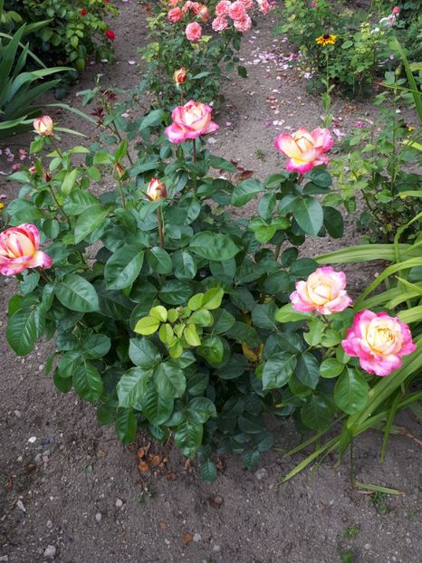  - Pullman Orient Express