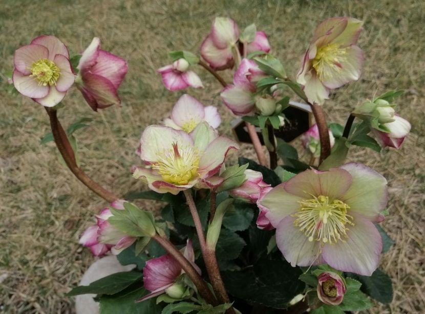 helleborus Ice N’ Roses CARLOTTA - 2020 Ian feb martie aprilie