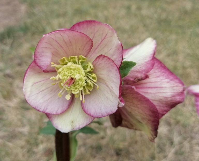 helleborus Ice N’ Roses CARLOTTA - 2020 Ian feb martie aprilie