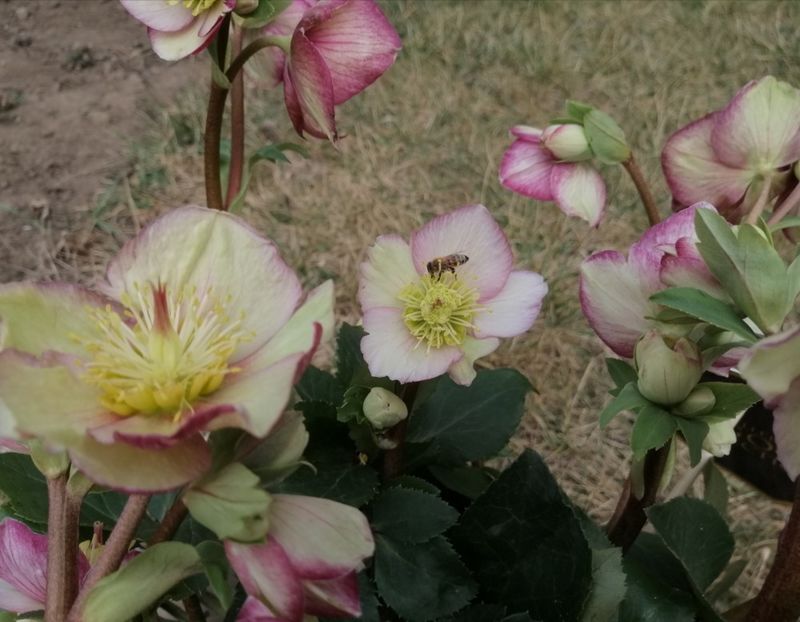 helleborus Ice N’ Roses CARLOTTA - 2020 Ian feb martie aprilie