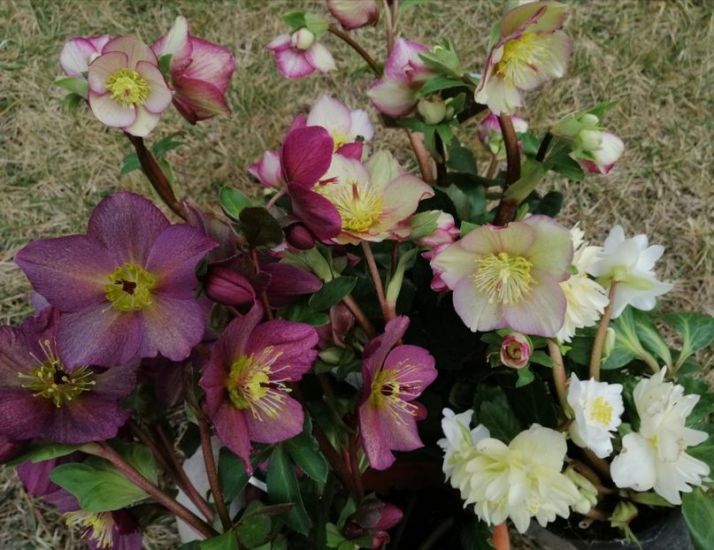 +helleborus Ice N Roses Red - 2020 Ian feb martie aprilie