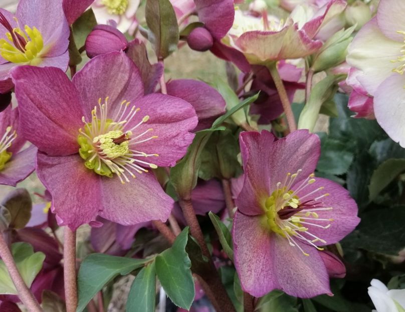 helleborus Ice N Roses Red - 2020 Ian feb martie aprilie