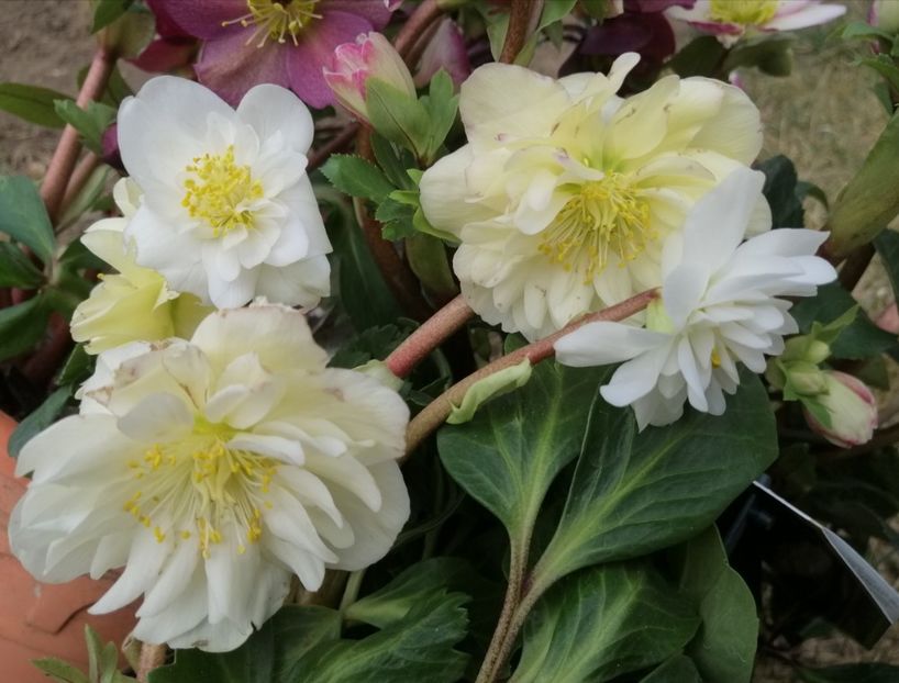 Helleborus_Snow_Frills - 2020 Ian feb martie aprilie