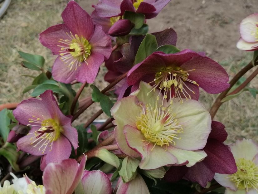 Carlotta+ Roses Red - 2020 Ian feb martie aprilie