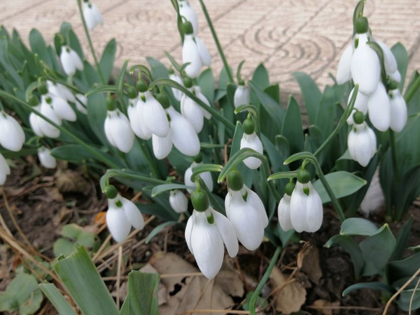  - 2020 Ian feb martie aprilie