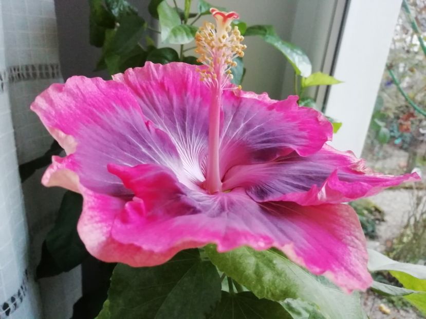 19.02.2020 - Purple Pashmina