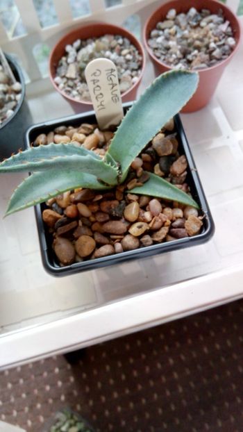 A. parryi - Agave