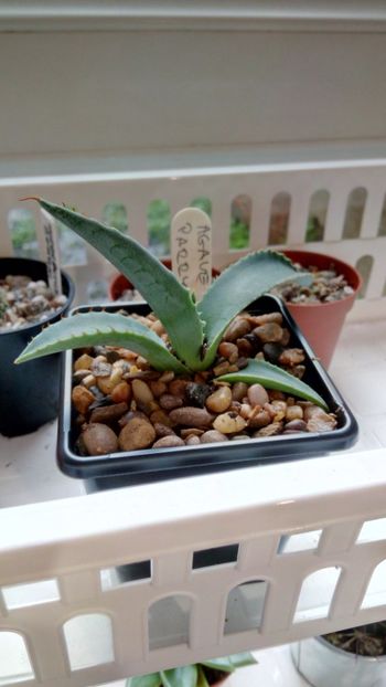 A. parryi - Agave