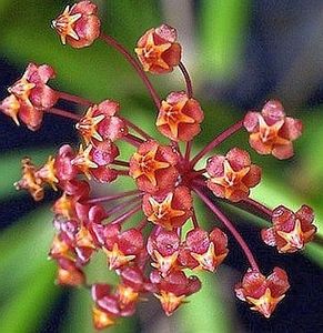 Loheri - Hoya poze net