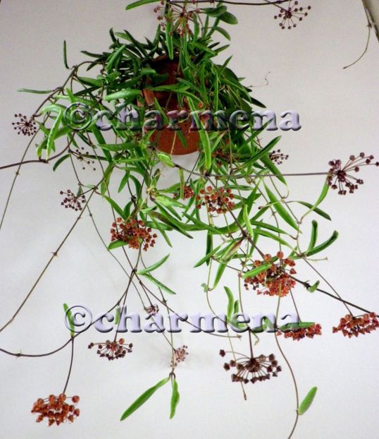 Loheri - Hoya poze net