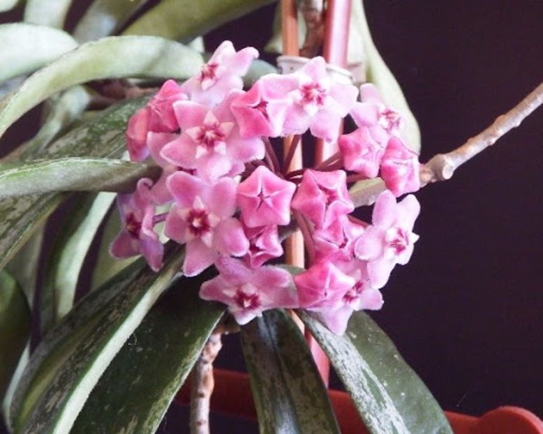 Minibell Splash - Hoya poze net