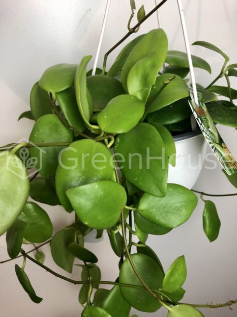 Diptera - Hoya poze net