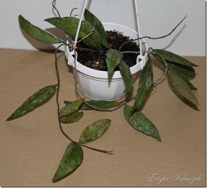 Flagellata - Hoya poze net