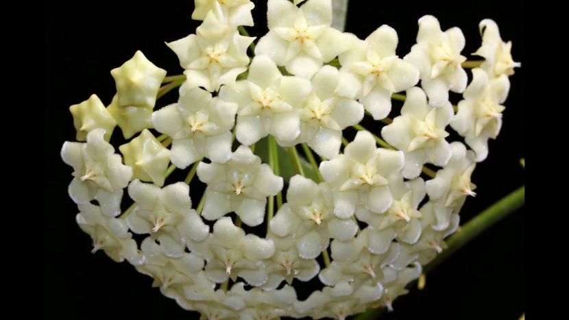 Pubicalix White Dragon - Hoya poze net