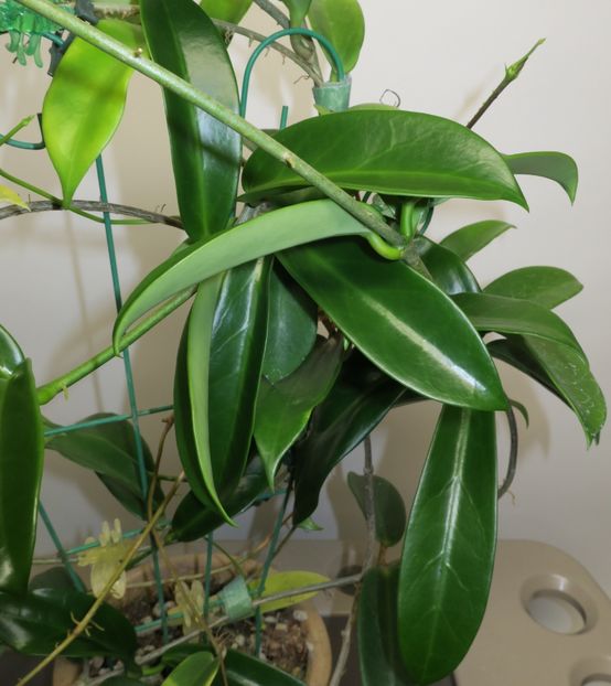 Pubicalix White Dragon - Hoya poze net