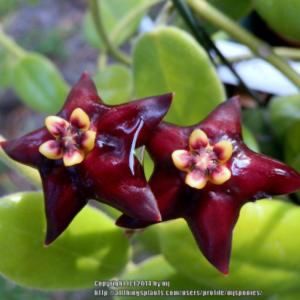 Ciliata - Hoya poze net